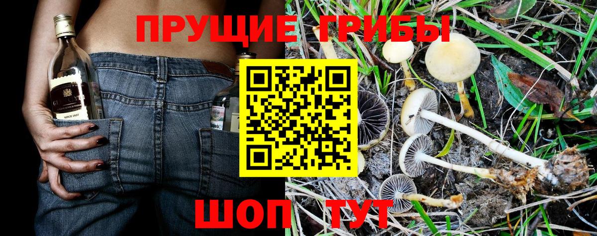 Спасск-Дальний  Псилоцибиновые грибы Cubensis  Вход с VPN 